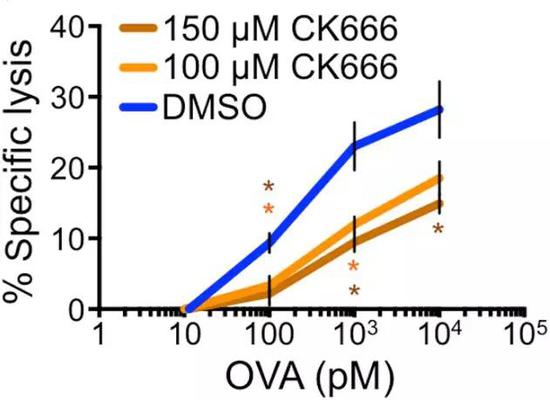 CK666作用下，T細胞對靶細胞裂解能力明顯下降